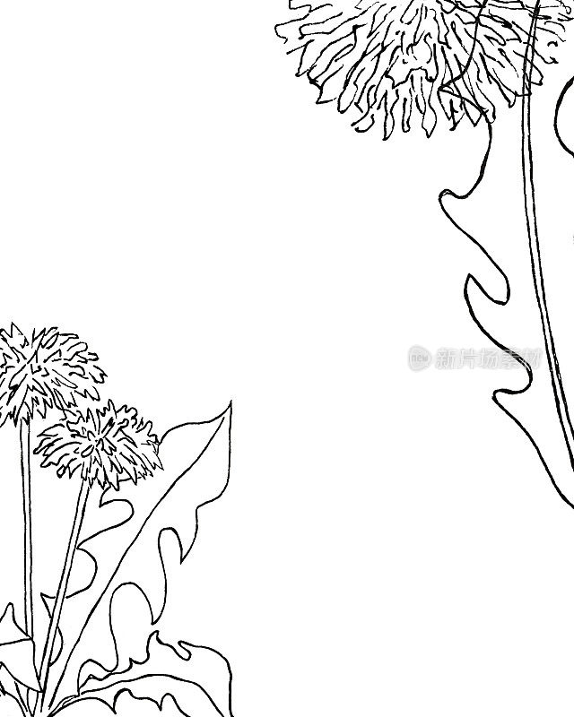 水彩框架与野花蒲公英，手绘植物风格的节日和婚礼卡片。花的边界孤立在白色背景上。鲜花和绿色植物的芬芳