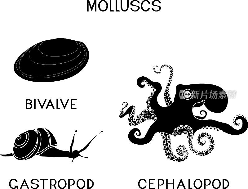 三种软体动物的黑色剪影:头足类，腹足类，双壳类。生物课的教材