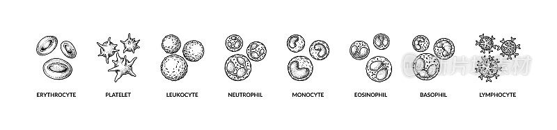 白细胞分离在白色背景上。科学的微生物载体插图素描风格