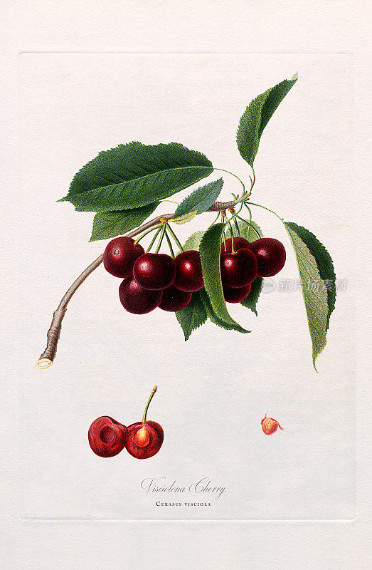 古董插图，樱桃，植物插图，大约1817年