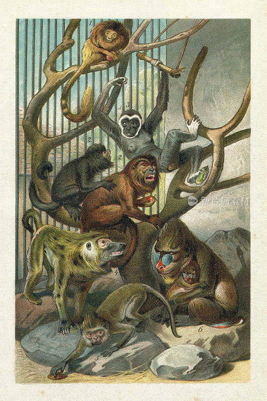 狒狒长臂猿山魈旧大陆猴子插图