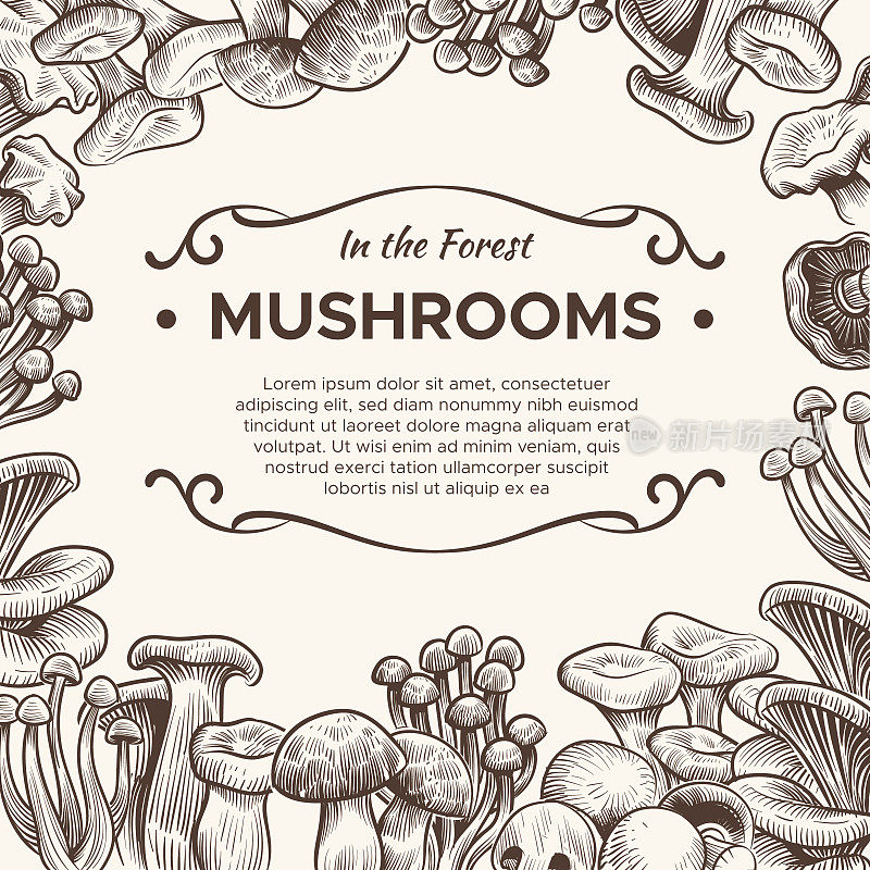 蘑菇。手绘蘑菇香槟，松露，牛肝菌和鸡油菌，香菇，复古草图菜单，包装矢量背景