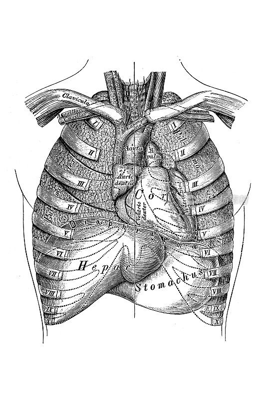 胸廓脏器的地形图