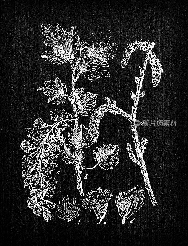 植物学植物仿古雕刻插画:白杨(阿贝尔、银杨、银叶杨、白杨)