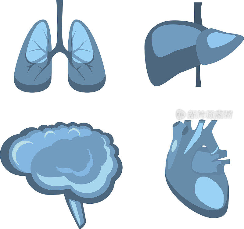 人体内脏器官载体肝、脑、肺、心医学解剖。