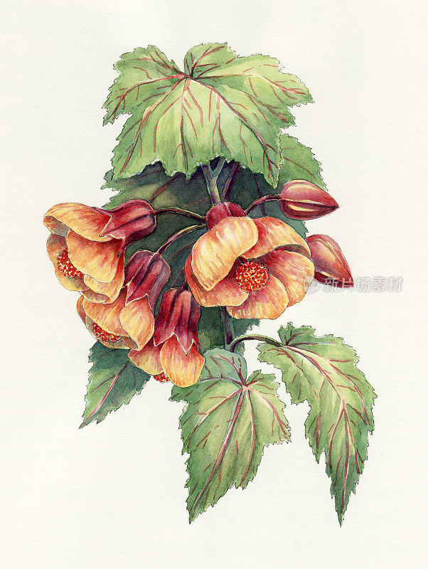 苘麻花和叶水彩画