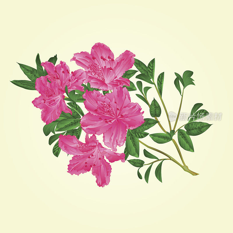 嫩枝粉红色杜鹃花与叶植物复古矢量编辑插图