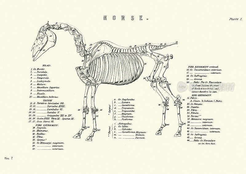 马的骨架，19世纪的雕刻