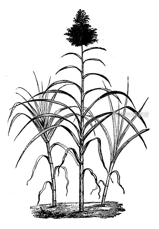 古植物学插图:甘蔗、甘蔗