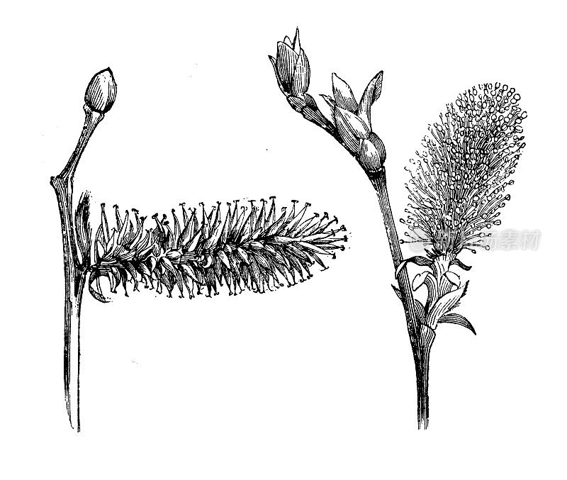 古植物学插图:黄柳(山柳树)