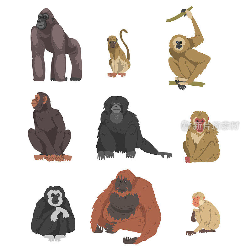 猴子作为树栖灵长类动物和猿类哺乳动物向量集