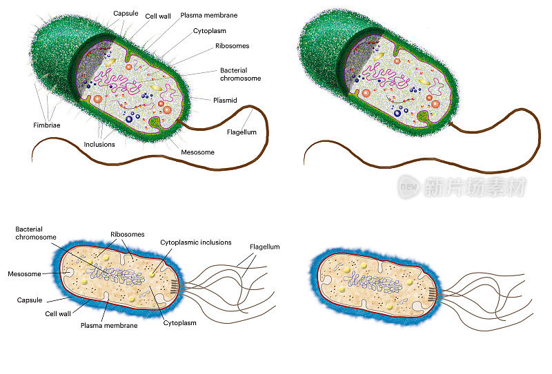 细胞生物学。细菌细胞。内部结构和类型。