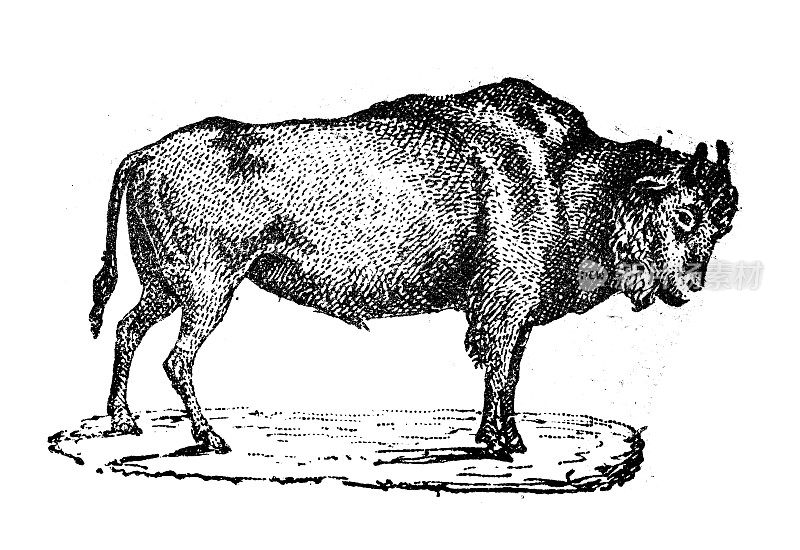 古董插图:欧洲野牛