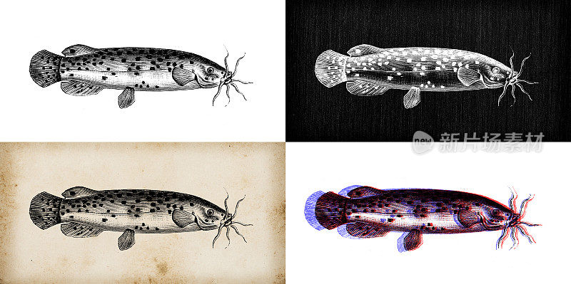 古动物插图:电刺鱼、电鲶鱼