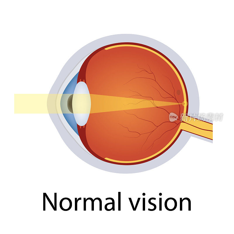 正常的眼睛视觉插图。人眼光学系统。健康眼球的详细解剖。矫正视力的概念。孤立的向量