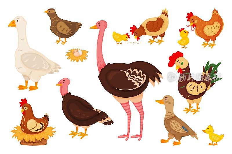 卡通农场小鸟，可爱的小鸡，母鸡和公鸡。鸡、鹅、鸭、火鸡、鹌鹑、鸵鸟、巢用蛋、家禽等动物病媒集合