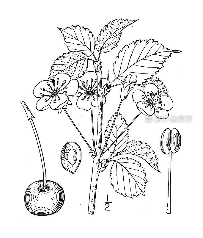 古植物学植物插图:樱桃、野樱桃