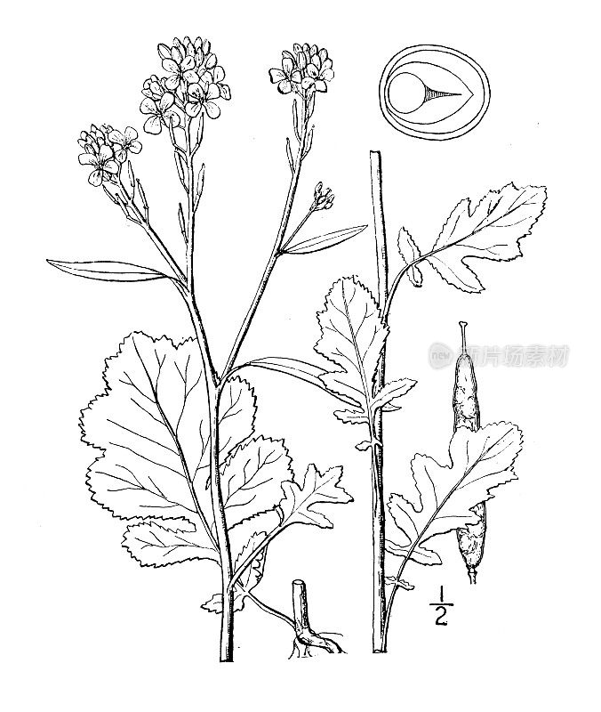 古董植物学植物插图:黑芥菜，黑芥菜