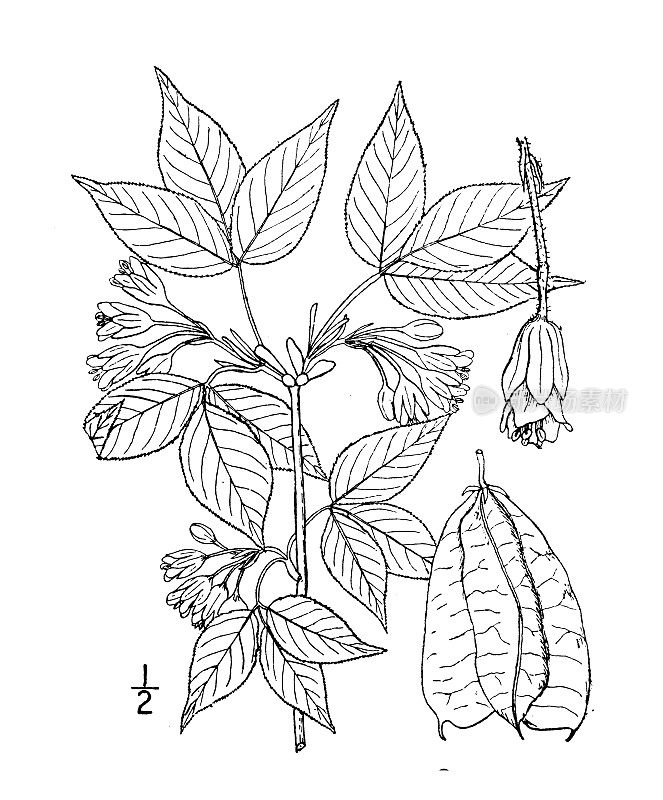 古植物学植物插图:葡萄球菌三叶，美洲狸仁
