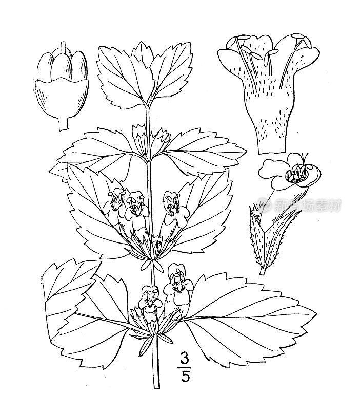 古董植物学植物插图:梅利莎，柠檬香