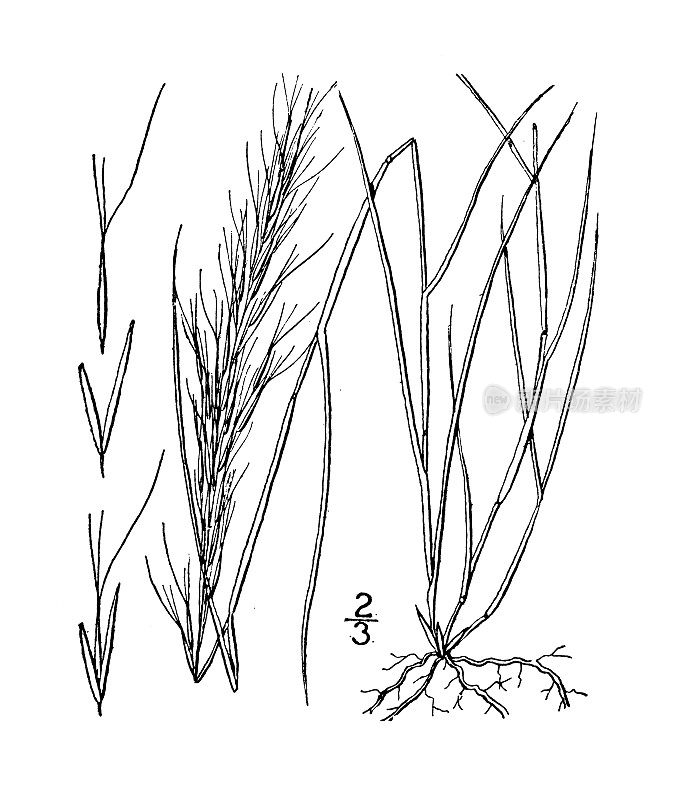 古植物学植物插图:阿里斯蒂达分散，灌木阿里斯蒂达