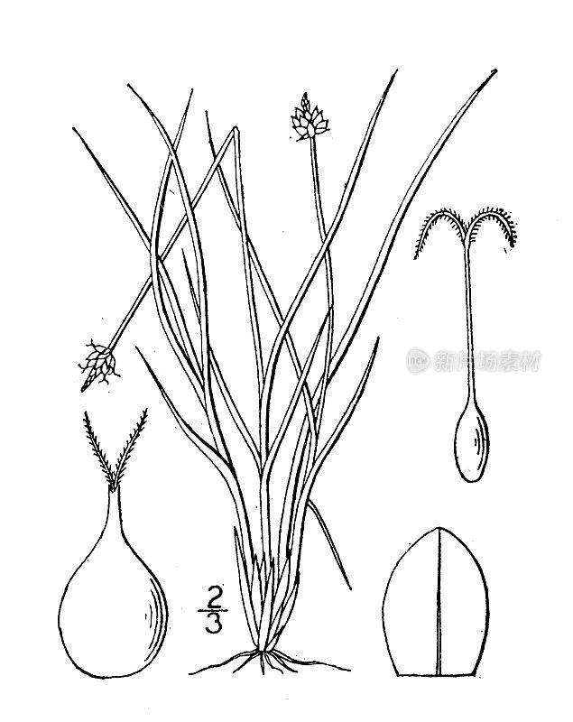 古植物学植物插图:头苔草、头苔草