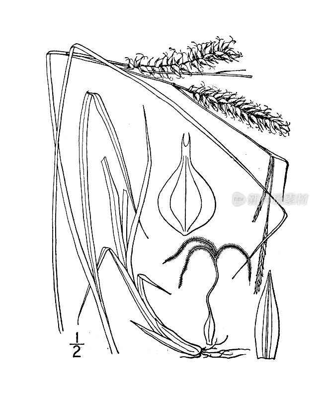 古董植物学植物插图:苔草，项链莎草