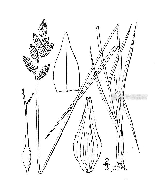 古植物学植物插图:毛茛、毛雀