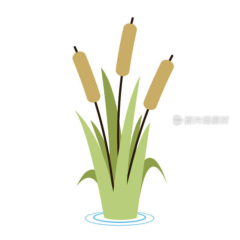 芦苇，香蒲，甘蔗。平面矢量图标插图。白色背景上孤立的卡通草、芦苇和藤条。