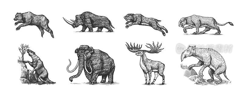猛犸象或灭绝的大象，长毛犀洞熊狮。剑齿虎，爱尔兰麋鹿或鹿，地懒，大地懒科。的动物。复古的哺乳动物。手绘雕刻素描。