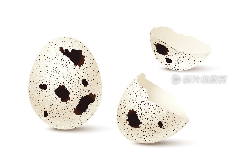 完整和破碎的鹌鹑蛋设置，3d现实破碎蛋壳碎片的鸟蛋