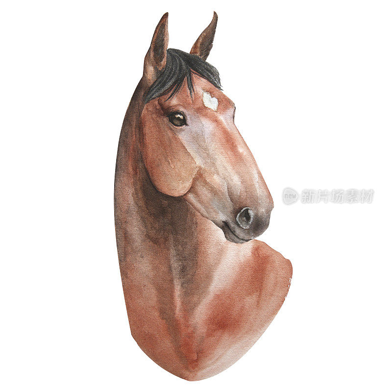 水彩插图肖像马孤立在白色背景