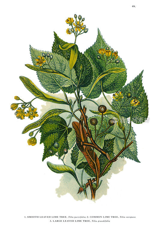 维多利亚时期一棵酸橙树的植物学插图