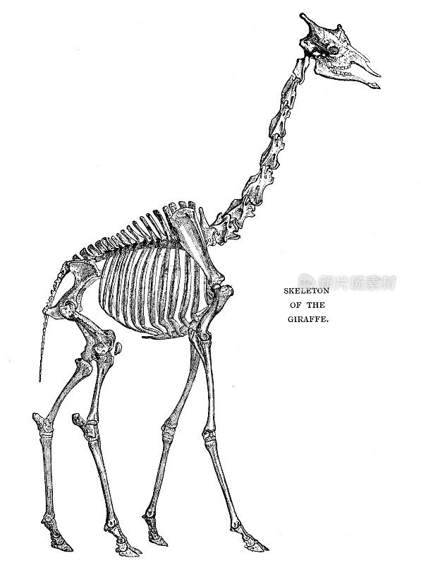 长颈鹿骨架插图1892年