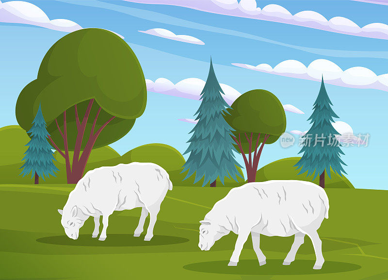 可爱的白绵羊在草地上的绿草。农场动物。在牧场上吃草的乡村居民