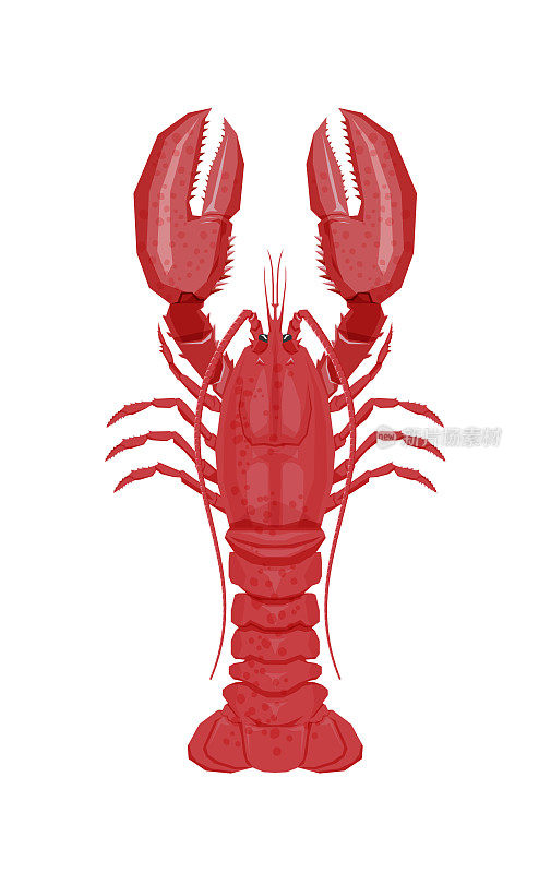 白色背景上一只红龙虾的插图。
