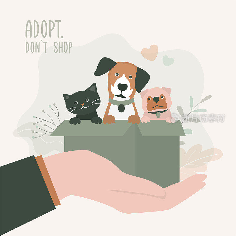 领养朋友，不要购物-可爱的狗和猫坐在盒子里。宠物adoptation。动物护理，领养。帮助无家可归的动物找到家的概念。志愿者牵着孤独的宠物