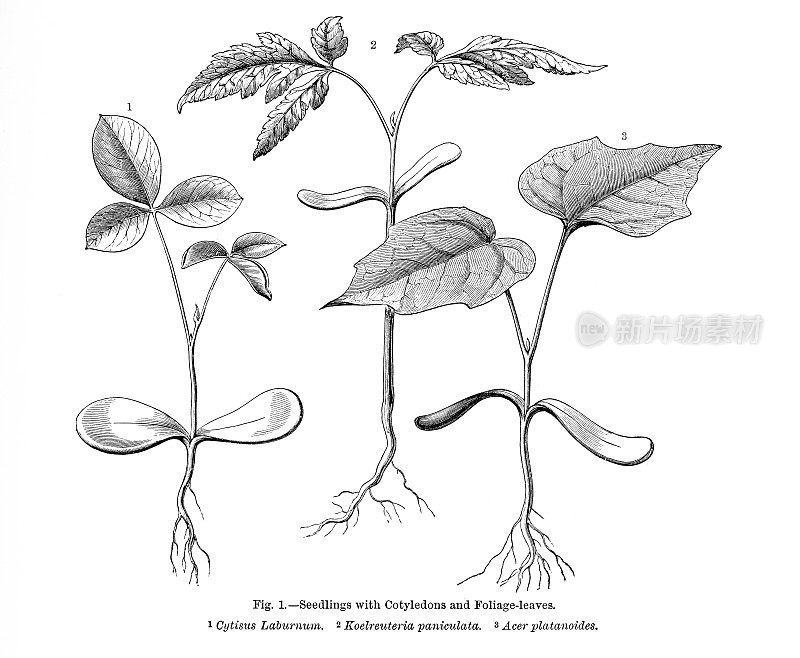 植物自然史，维多利亚植物插图，1897年，带有子叶和叶子的幼苗