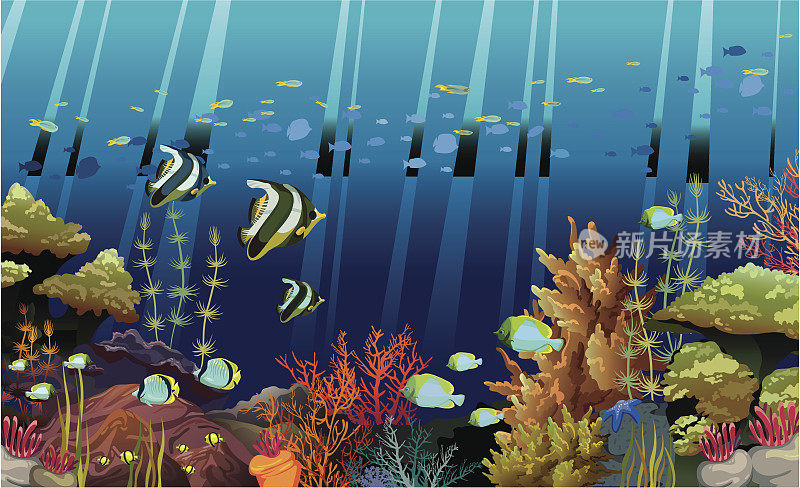 珊瑚礁和水下生物。