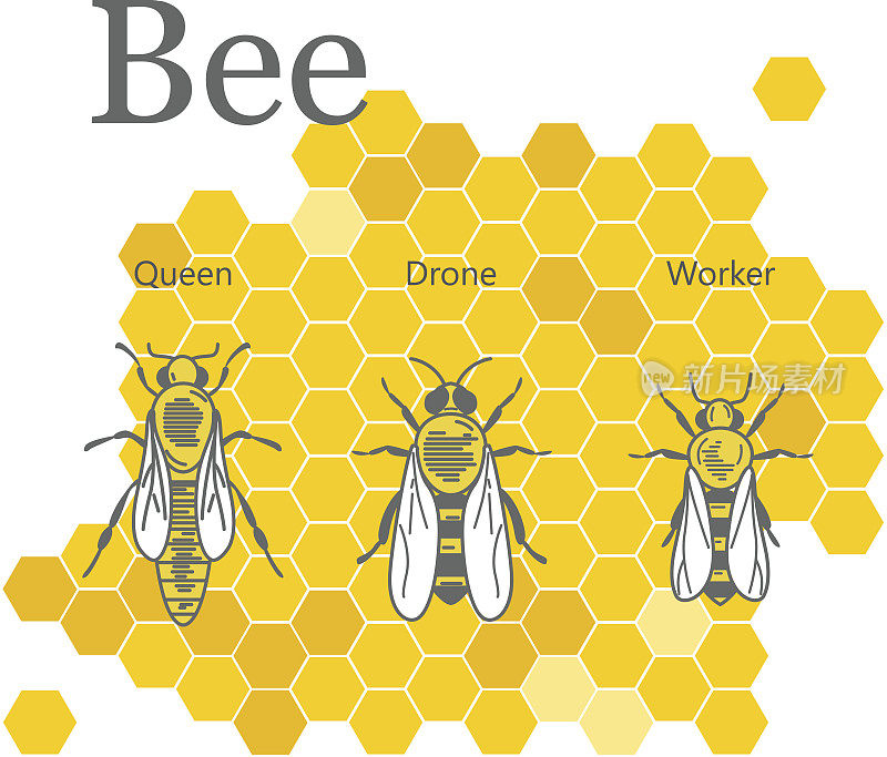 蜜蜂在蜂巢背景下的科学图像