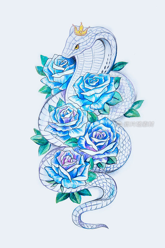 一幅白色背景上有蓝玫瑰的美丽蛇的素描。