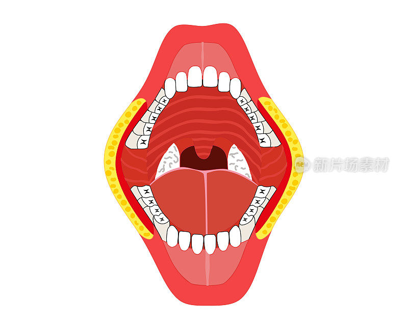 口腔解剖学