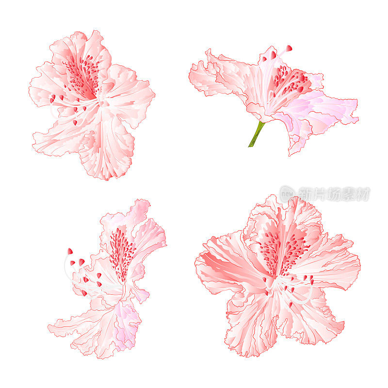 花朵杜鹃花浅粉色设置在白色背景上的复古矢量插图可编辑
