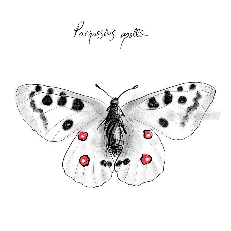 阿波罗蝴蝶，手绘阿波罗蝴蝶种