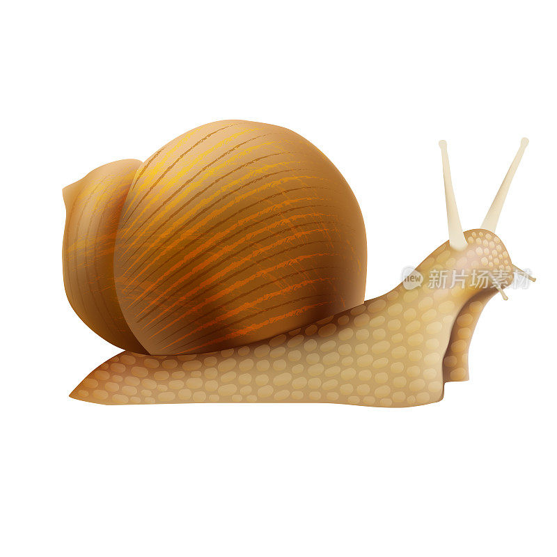 逼真的3d详细的Slimy蜗牛壳。向量