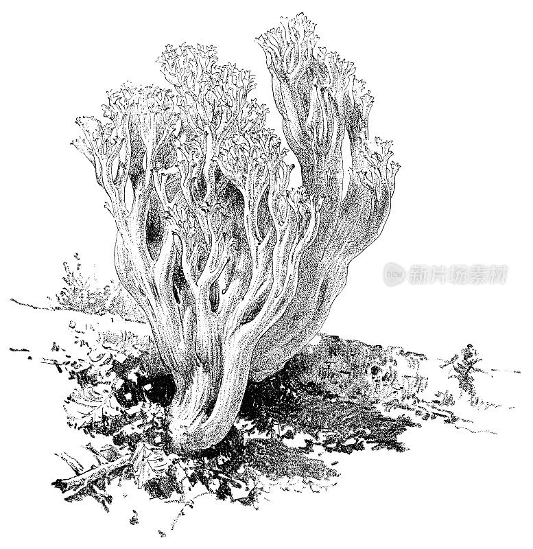 冠珊瑚蘑菇