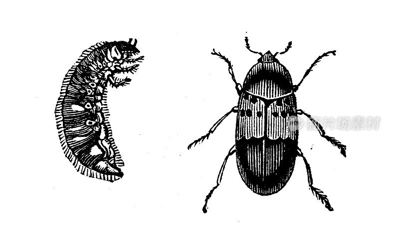 古董动物插图:猪蹄皮虫，食柜甲虫