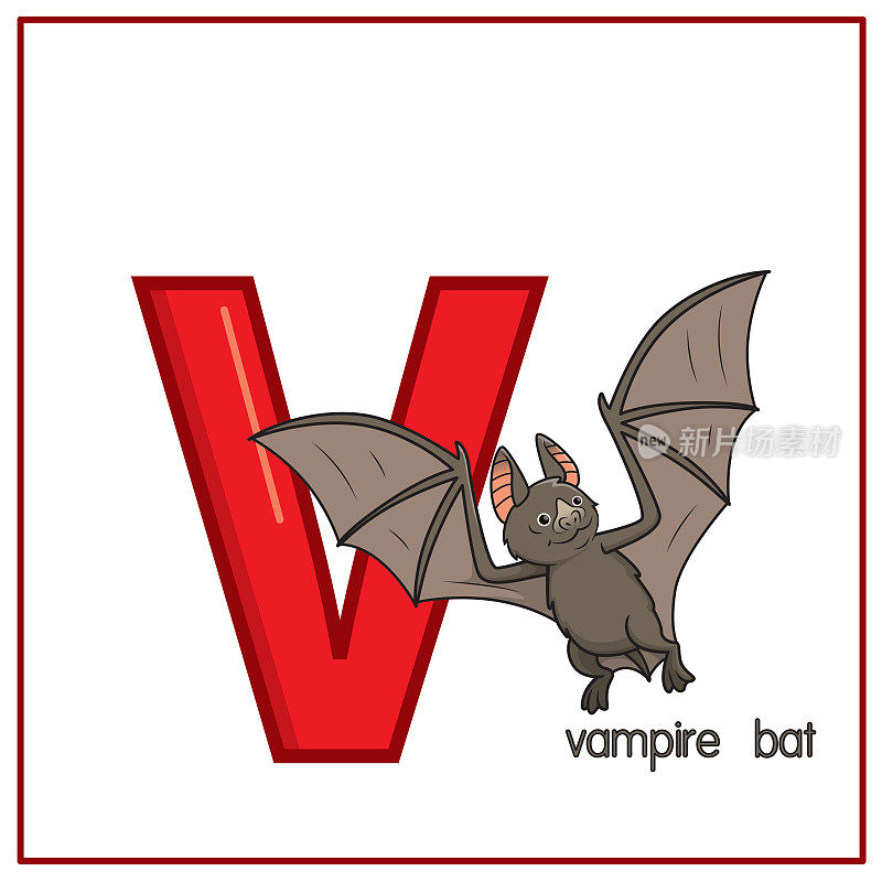 矢量插图吸血蝙蝠孤立在白色背景。用大写字母V作为教学媒体，供儿童识别英文字母或供儿童学习写字母用于家庭和学校学习。