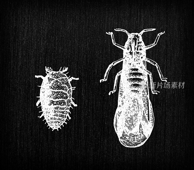 古色古香的法国版画插图:昆虫葡萄根瘤蚜