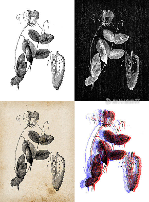古代植物学插图:豌豆